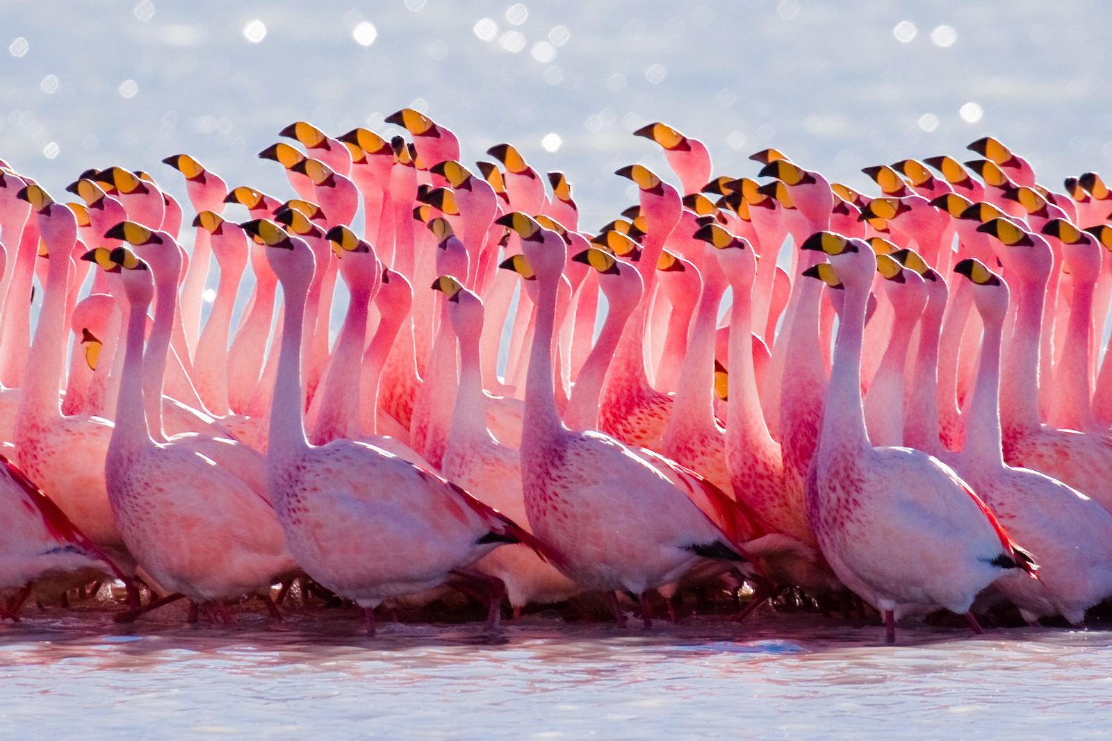 James%27s_Flamingo_mating_ritual.jpg