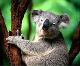 Koala%2B4.jpg