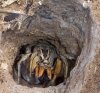 spider_01.jpg