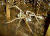 spider_02.jpg
