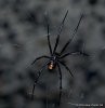 Kara dul örümceği.jpg