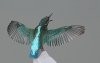 alcedo_atthis_-_yalicapkini.jpg