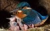 feeding_kingfishers_06.jpg