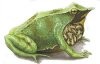 Rheobatrachus Silus trans_canvas.jpg