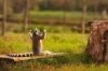 funny-lemur-Madagascar-I-like-to-move-it.jpg