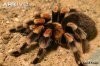 Side-view-of-Mexican-redknee-tarantula-on-sand.jpg