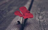 wooden-surface-flowers-macro-red-flowers-wallpaper-preview.jpg