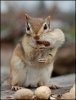 Funny-Squirrel-Picture-5.jpg