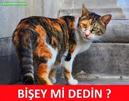 bişey mi dedin.jpg