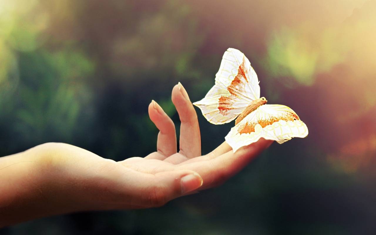 butterfly-backgrounds-tumblr.jpg