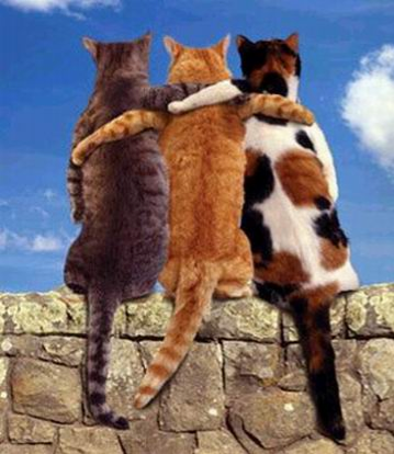 catfriends.png