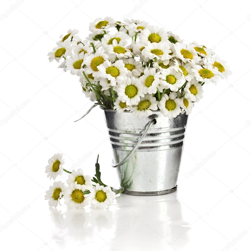 depositphotos_15837331-stock-photo-bouquet-of-daisy-flowers-in.jpg