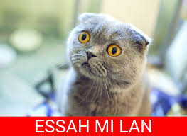 essah mı lan.jpg
