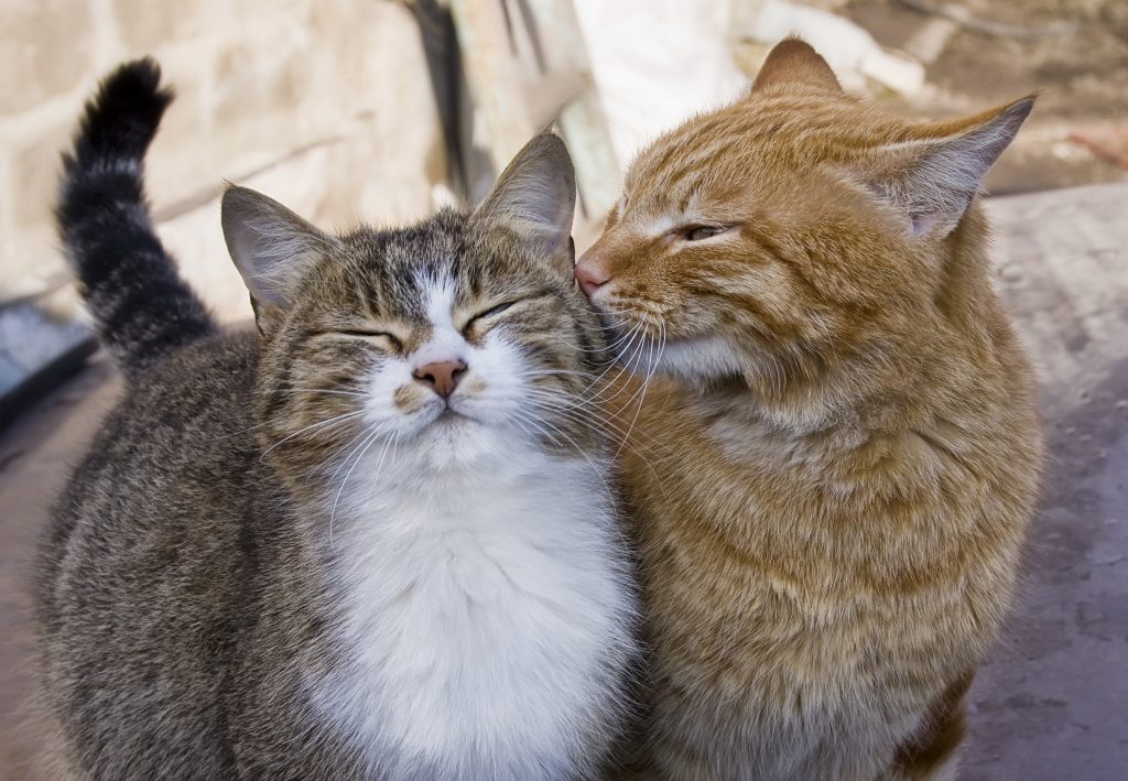 iki-kedi-sahiplenmek-2-1024x709.jpg