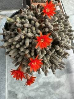 IMG_0360.jpeg