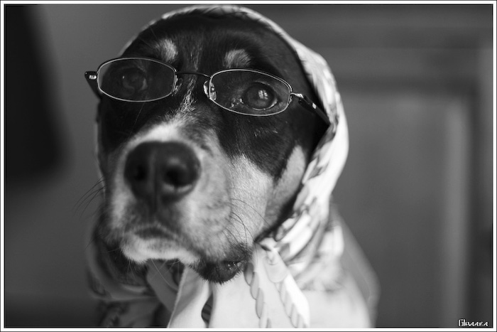 81484720_funnyanimal11.jpg