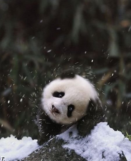cute_panda_family_enjoys_the_first_snow_01.jpg