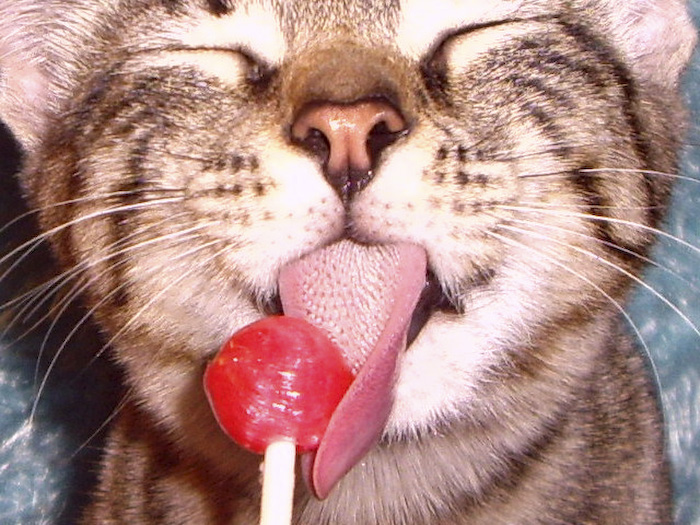 81484823_funnyanimal34.jpg
