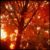 falltrees.png