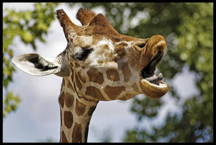 81484799_funnyanimal26.jpg