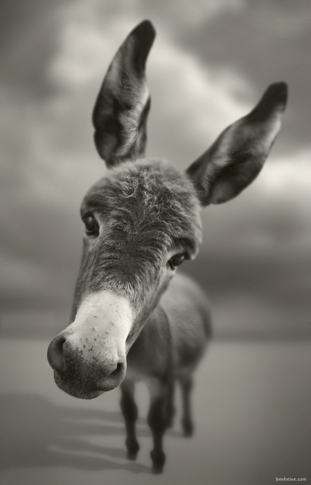 81484764_funnyanimal20.jpg