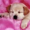 Soft-Puppy.jpg