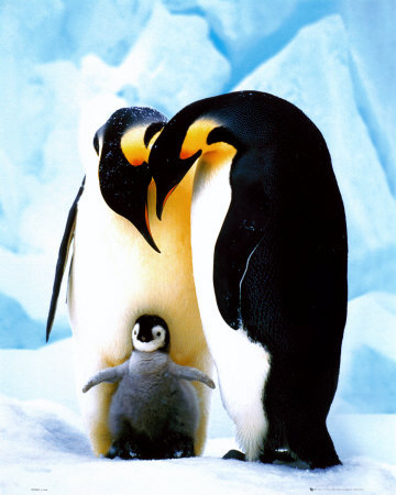 penguin.jpg