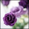 purple6.jpg