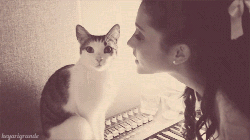cat.gif