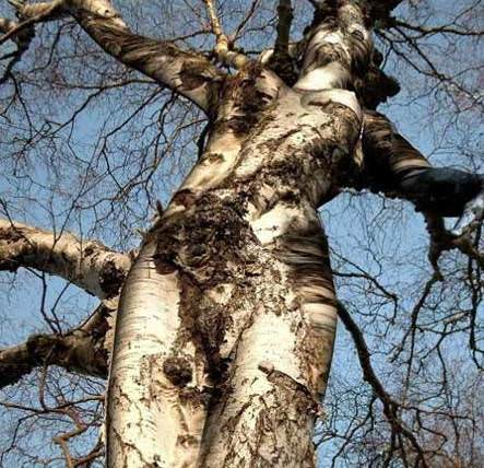 50_stajyerasli_d.jpg