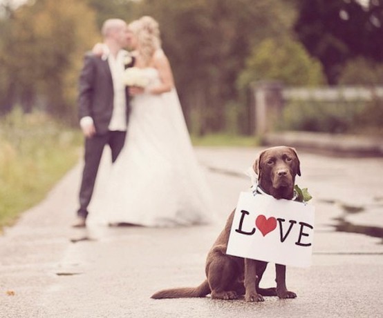 pets-in-wedding.jpg