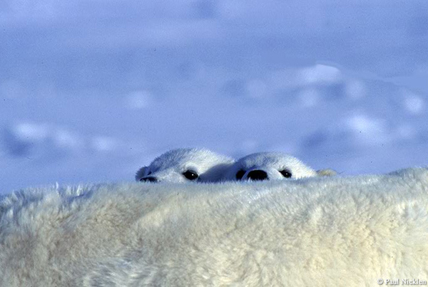 81484983_nicklen4.jpg