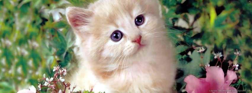gatos6.jpg