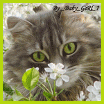64560717_1285590594_dc2bf94f357a.gif