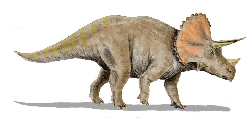 triceratops.jpg