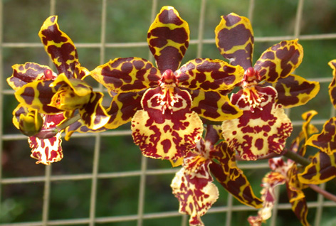 orkide1.jpg