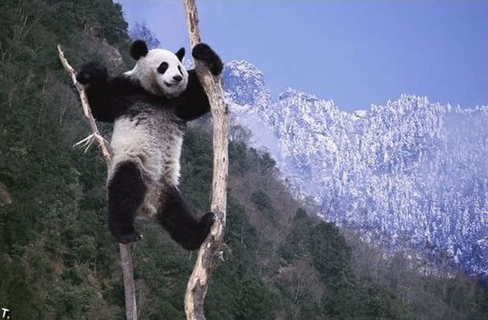 cute_panda_family_enjoys_the_first_snow_05.jpg
