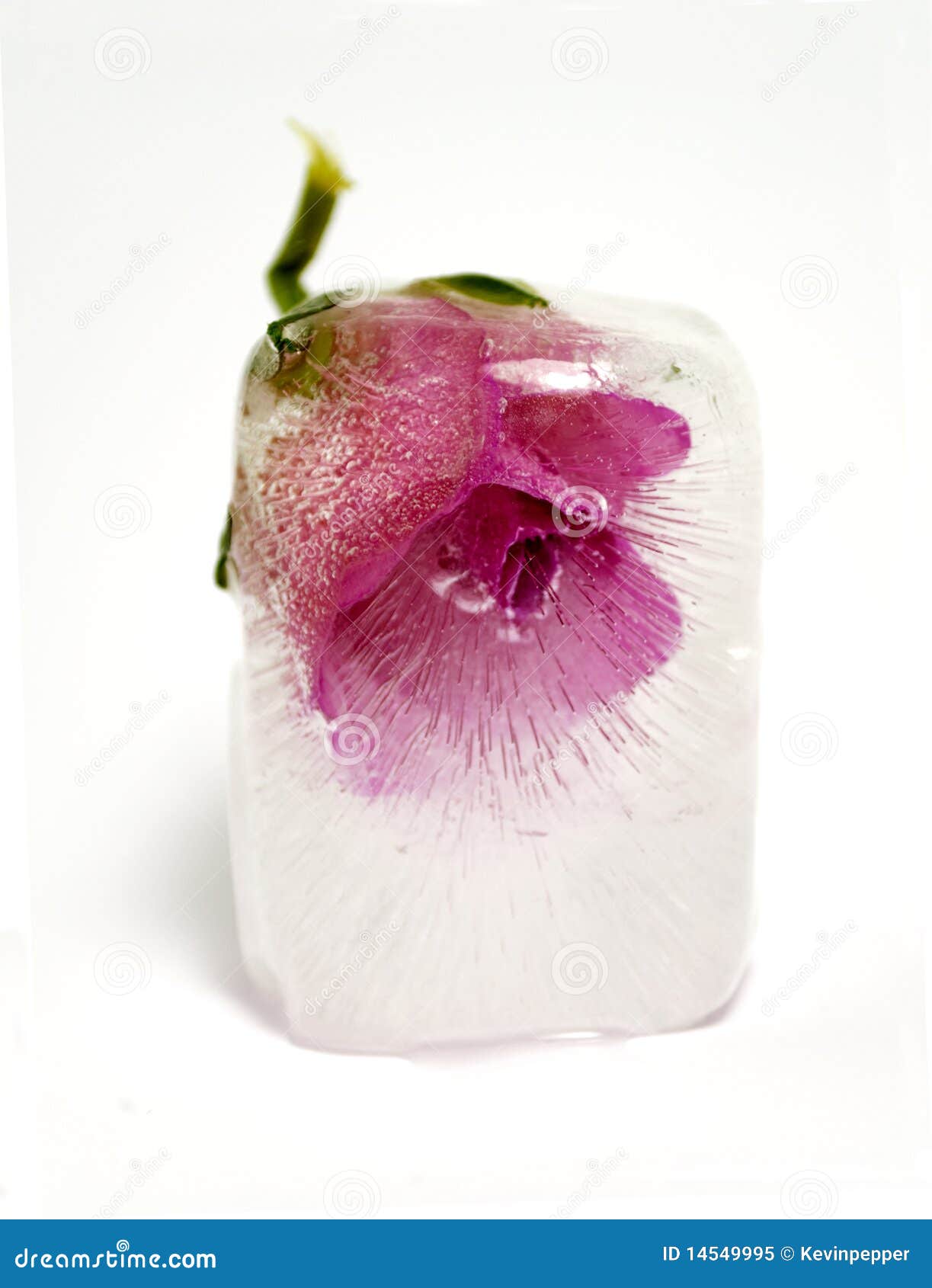 pink-rose-encased-ice-14549995.jpg