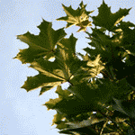 64538296_1285531886_c3ce0dbf43fe.gif