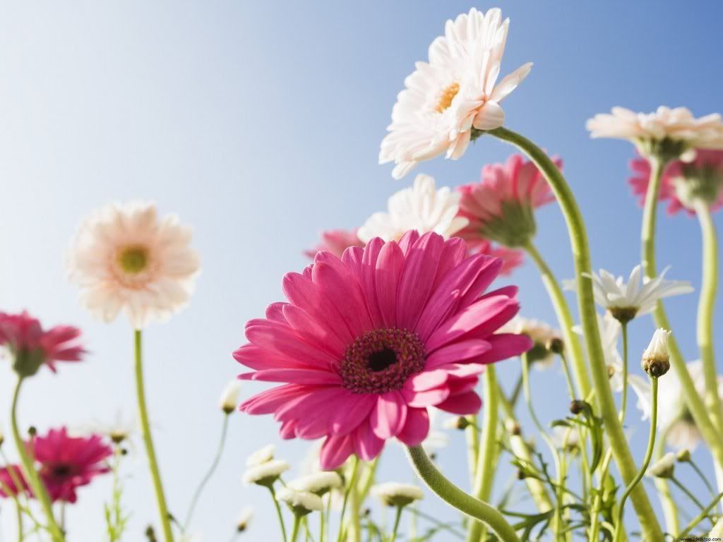 blueskyandflowersjh6.jpg