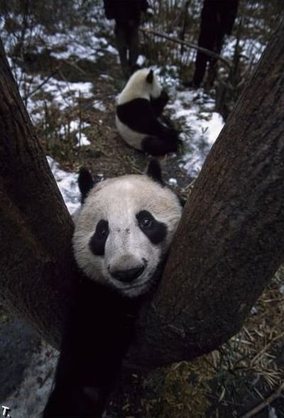 cute_panda_family_enjoys_the_first_snow_06.jpg