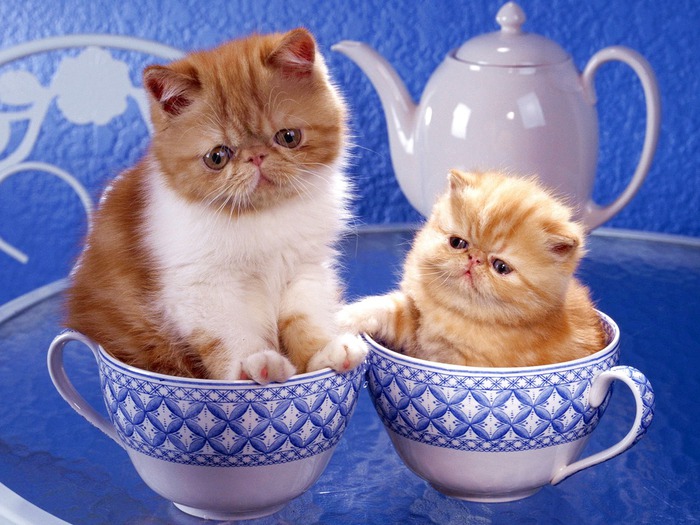 55513235_wallpapers_cats_464.jpg