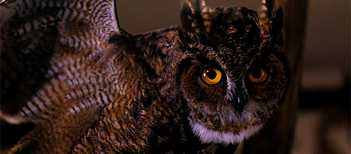 tumblr_mvun9acpsE1r0bnq5o1_500.gif