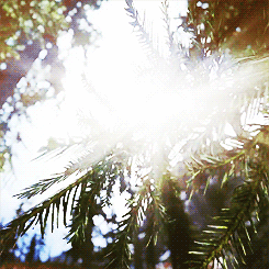 tumblr_ms83ypee7y1qc9ap6o1_250.gif