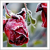 rose-bellezzadiamore.png