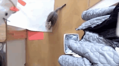 tumblr_mg7db2LTM61rvppgco1_500.gif