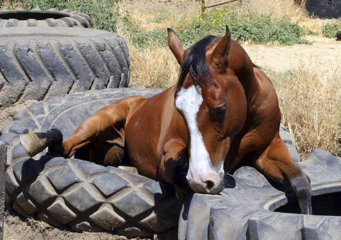 81484727_funnyanimal12.jpg
