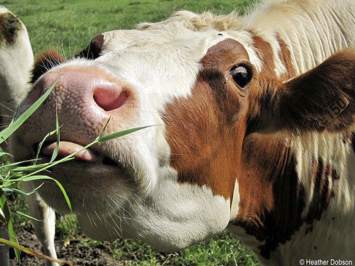 81484734_funnyanimal15.jpg