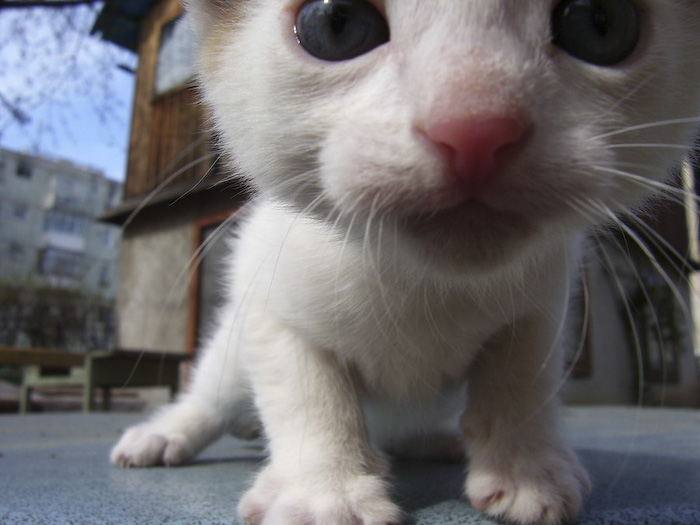 81484813_funnyanimal22.jpg