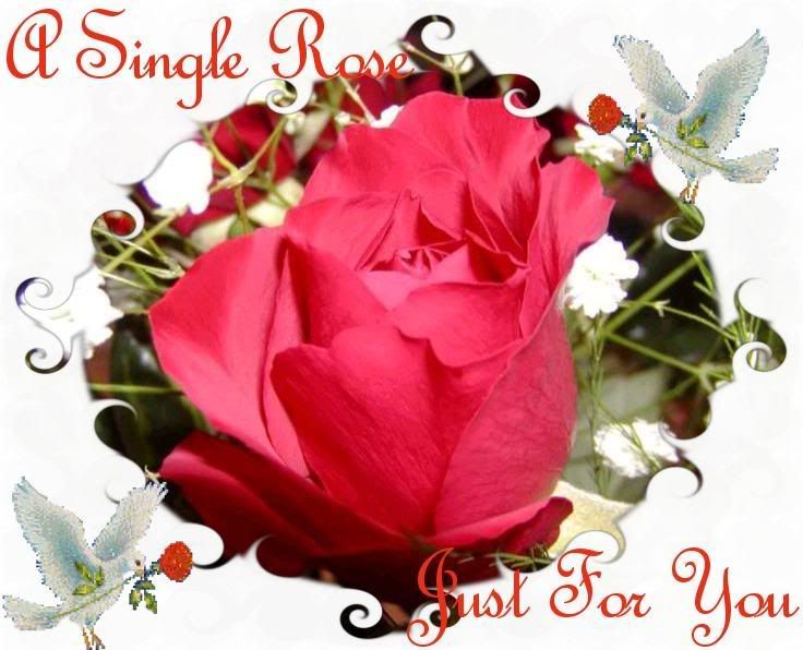 redrose.jpg